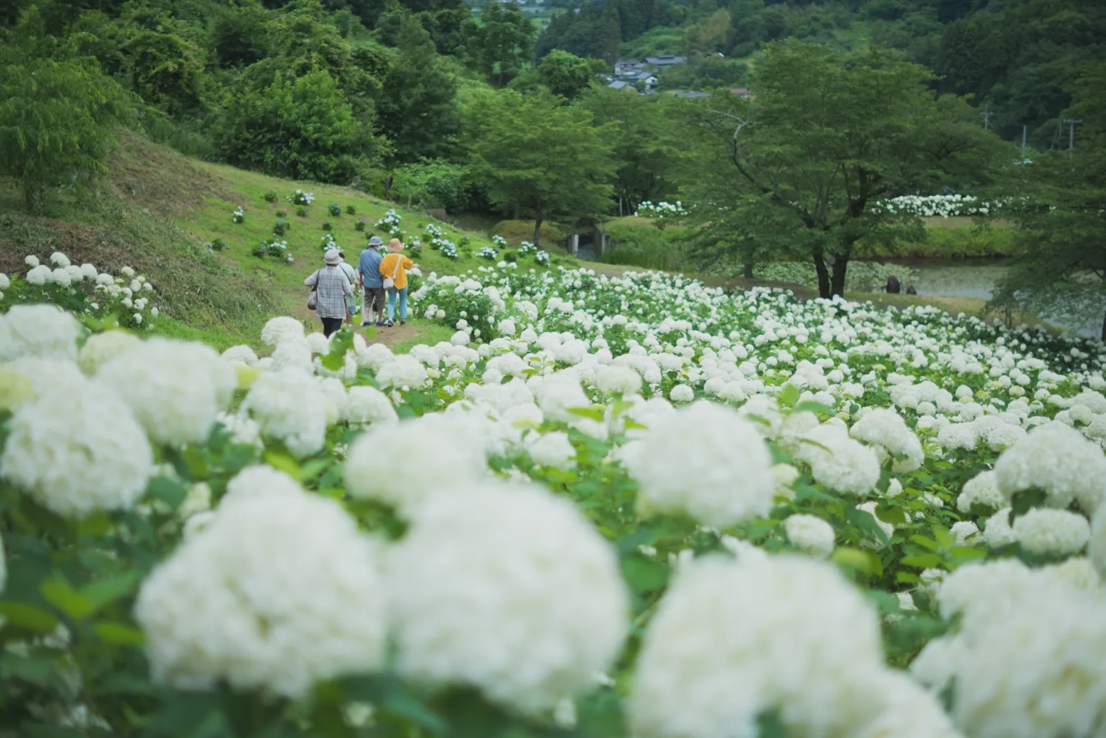 陽林寺の境内に群れ咲く白いアナベルの紫陽花