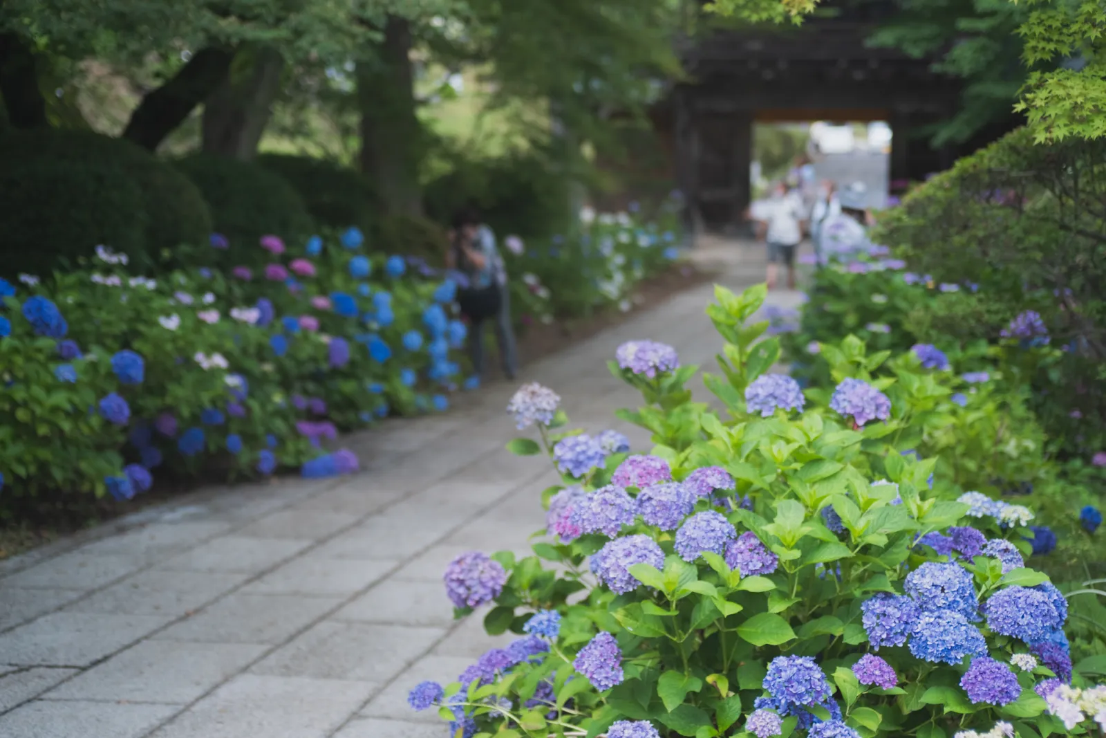 陽林寺の参道沿いに咲く様々な色の紫陽花
